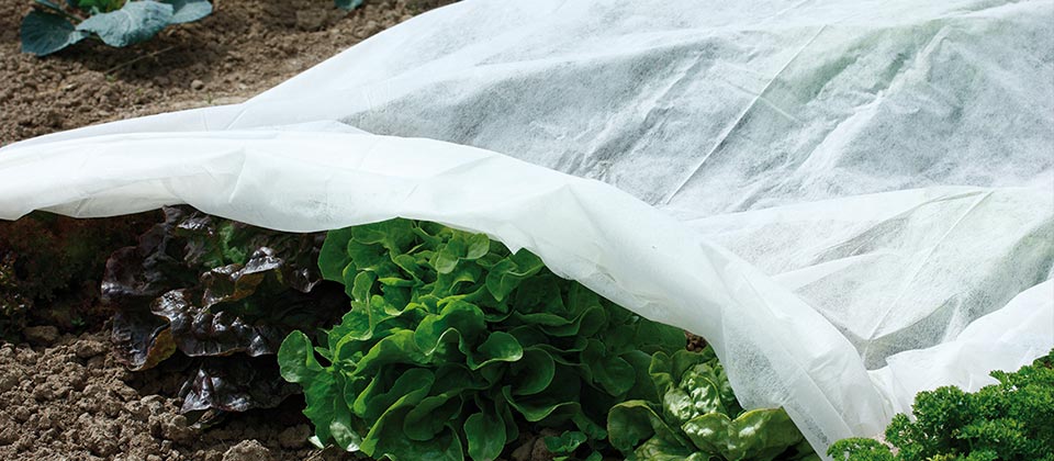 Plant protection in spring